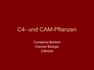 C4- und CAM-Pflanzen - Heidelberg