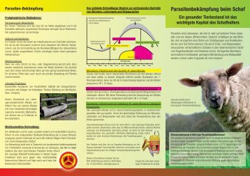 Parasitenbekämpfung beim Schaf - PRO ZOON Pharmazeutika