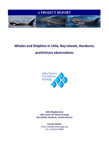 Whales and Dolphins in Utila, Bay Islands, Honduras - Centre for ...