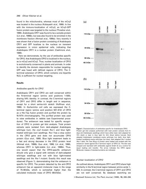 Nuclear localization of the Arabidopsis blue light receptor ...