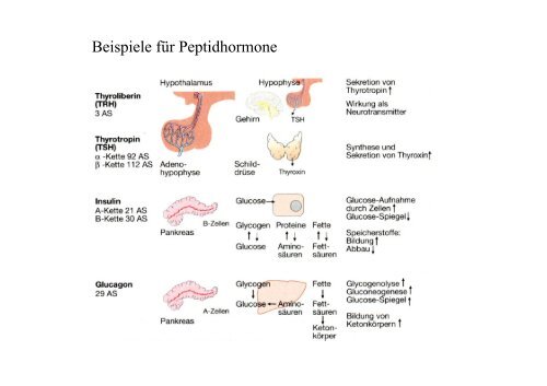 Biologisch aktive Peptide Biologisch aktive Peptide Hormone