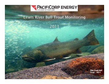 Pine Creek Bull Trout - 2011 - PacifiCorp