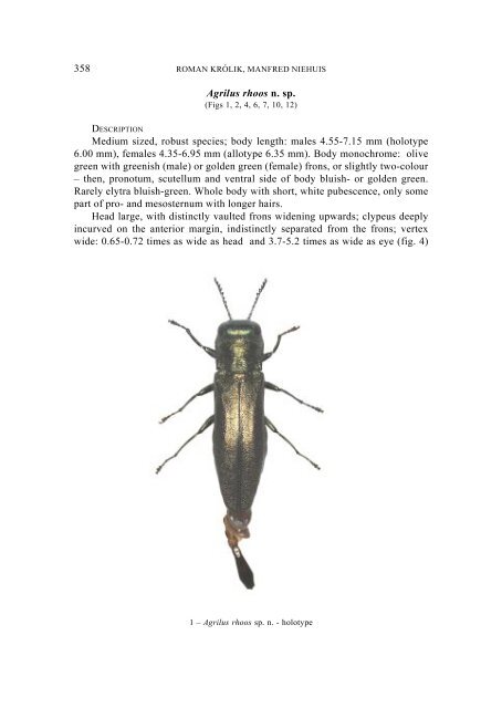 Agrilus rhoos, a new species from Turkey (Coleoptera: Buprestidae)