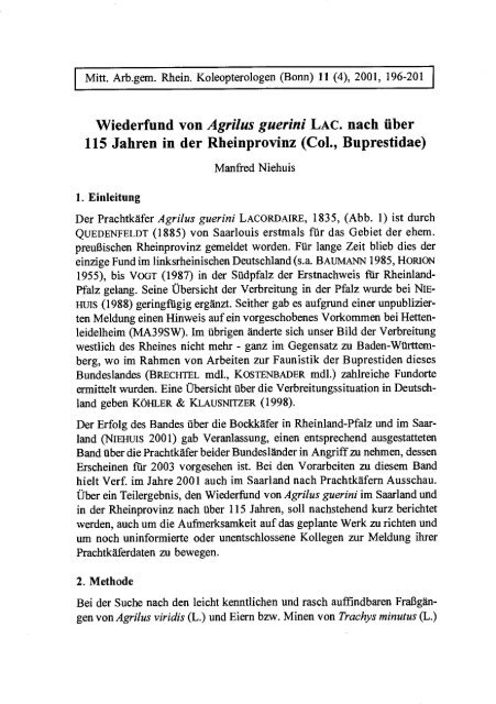 Wiederfund von Agrilus guerini LAC. nach über - Koleopterologie.de