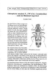 Chlorophorus annularis F., 1787 (Col., Cerambycidae) - auch im ...