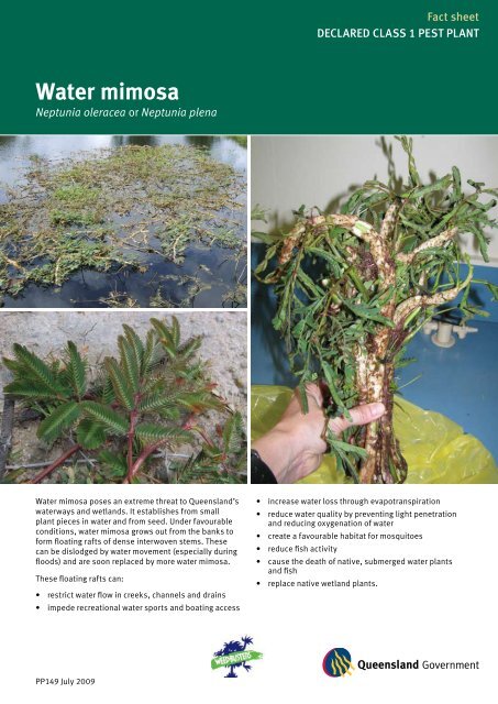 Water mimosa fact sheet - Department of Primary Industries