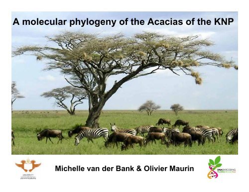 A molecular phylogeny of the Acacias of the KNP - SANParks