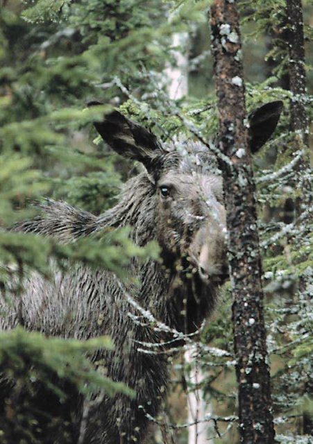 VÄGEN TILL NATUREN I AVESTA