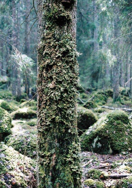 VÄGEN TILL NATUREN I AVESTA