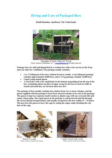 Hiving Package Bees - Country Rubes