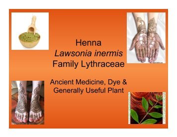 Henna Lawsonia inermis Family Lythraceae