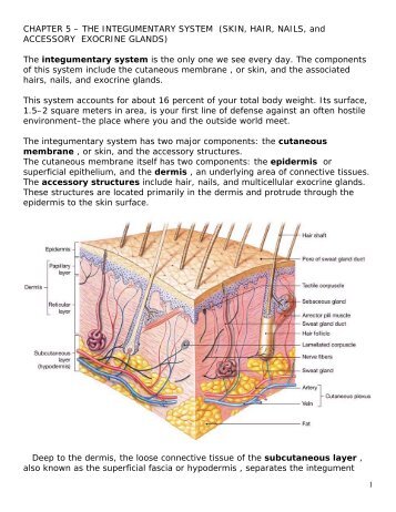 CHAPTER 5 – THE INTEGUMENTARY SYSTEM (SKIN, HAIR ...