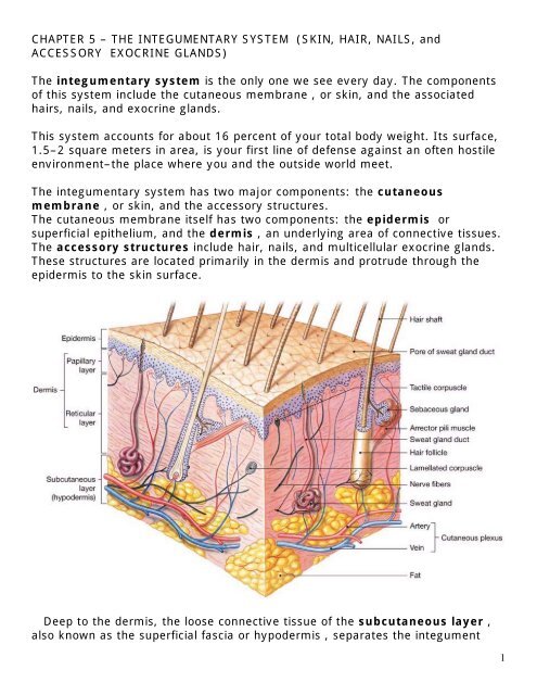 Integumentary System Physiopedia