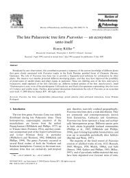 The late Palaeozoic tree fern Psaronius — an ecosystem unto itself