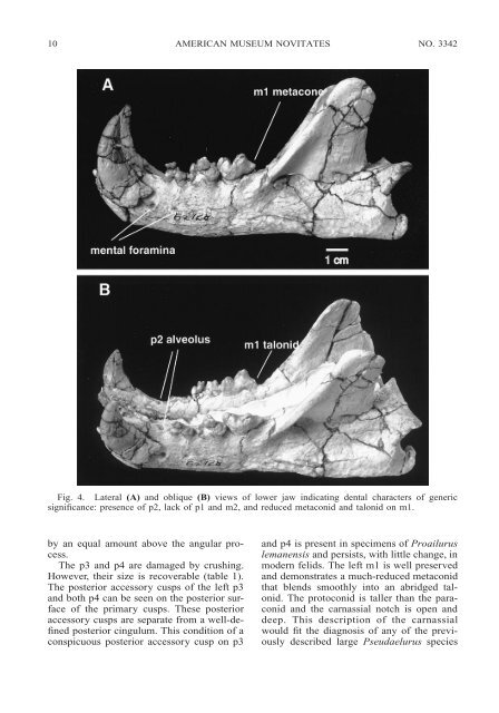 A Partial Skeleton of Pseudaelurus (Carnivora: Felidae) - American ...