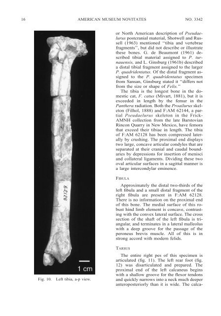 A Partial Skeleton of Pseudaelurus (Carnivora: Felidae) - American ...