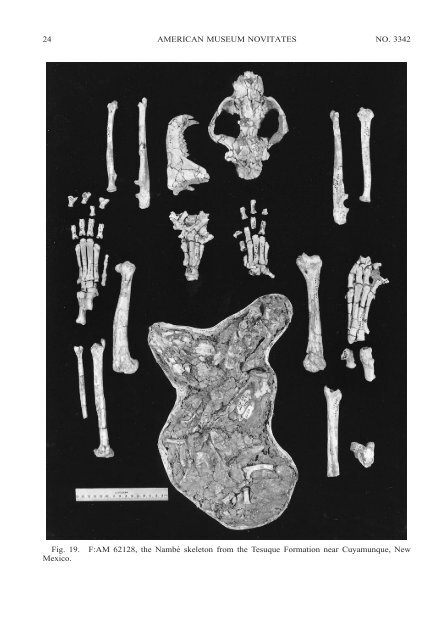 A Partial Skeleton of Pseudaelurus (Carnivora: Felidae) - American ...