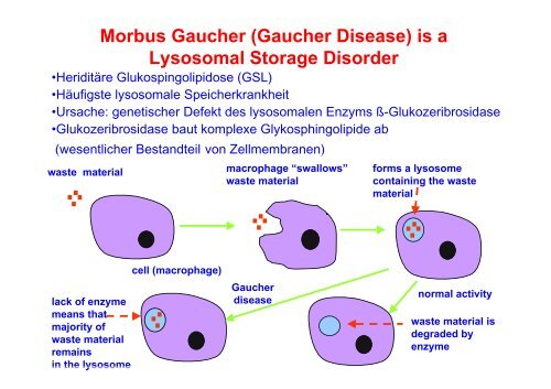 Knochen und Morbus Gaucher