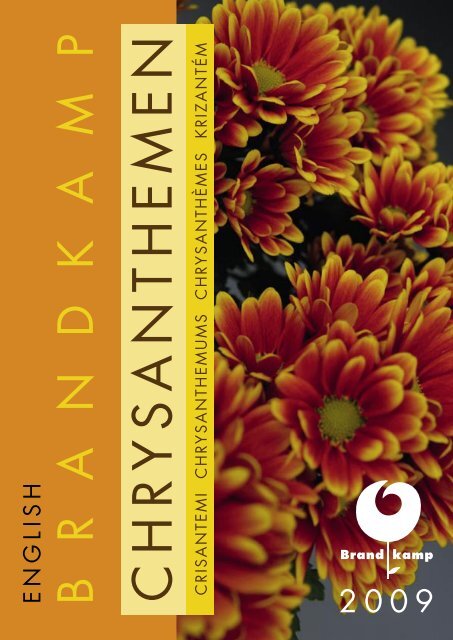 Brandkamp Katalog Chrysanthemen 2009 englisch - Wesna, sro