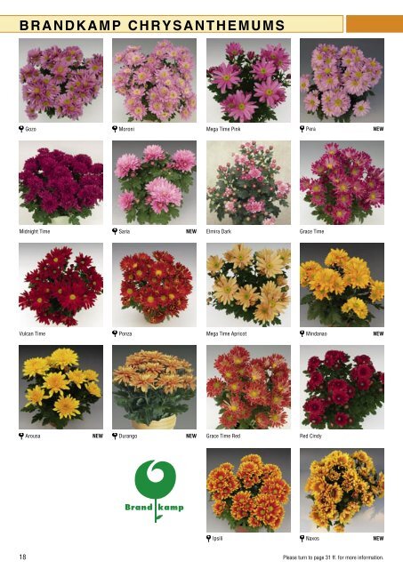 Brandkamp Katalog Chrysanthemen 2009 englisch - Wesna, sro