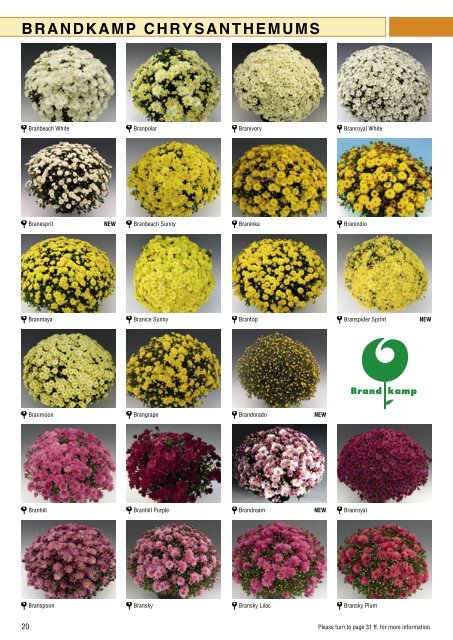 Brandkamp Katalog Chrysanthemen 2009 englisch - Wesna, sro