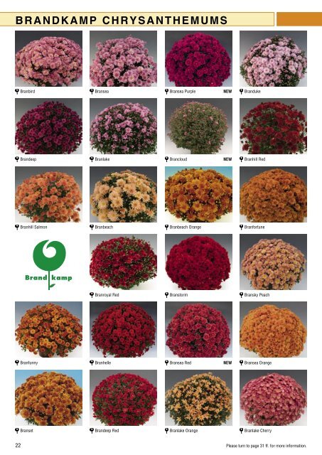 Brandkamp Katalog Chrysanthemen 2009 englisch - Wesna, sro