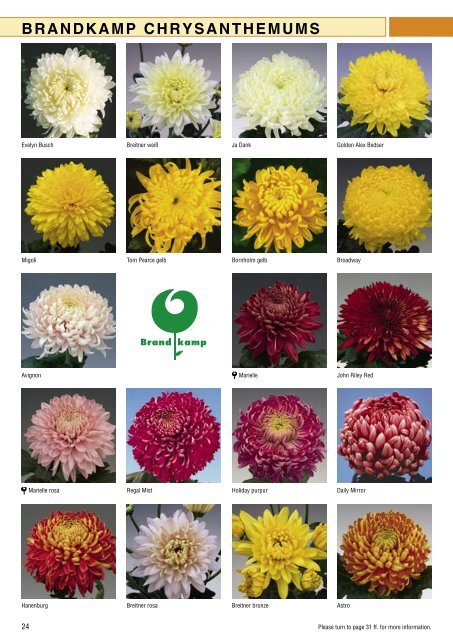 Brandkamp Katalog Chrysanthemen 2009 englisch - Wesna, sro