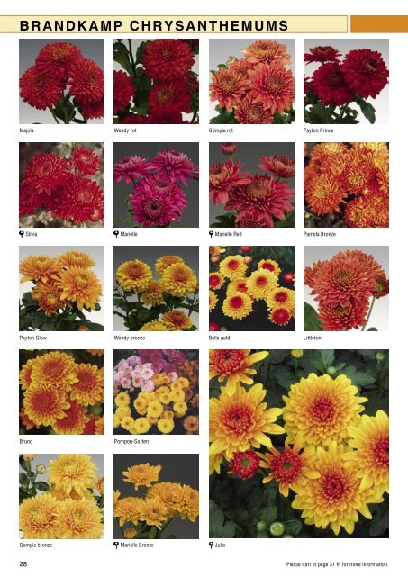 Brandkamp Katalog Chrysanthemen 2009 englisch - Wesna, sro