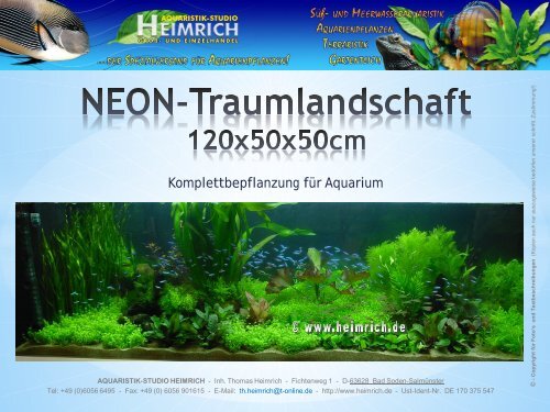Komplettbepflanzung für Aquarium - Aquaristik-Studio Heimrich