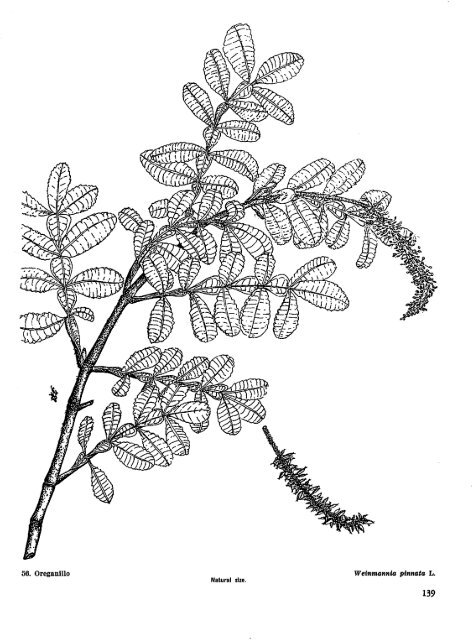 Common Trees of Puerto Rico and the Virgin Islands