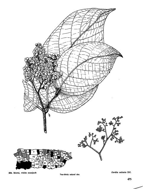 Common Trees of Puerto Rico and the Virgin Islands