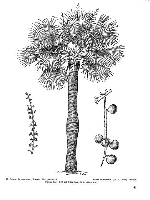 Common Trees of Puerto Rico and the Virgin Islands