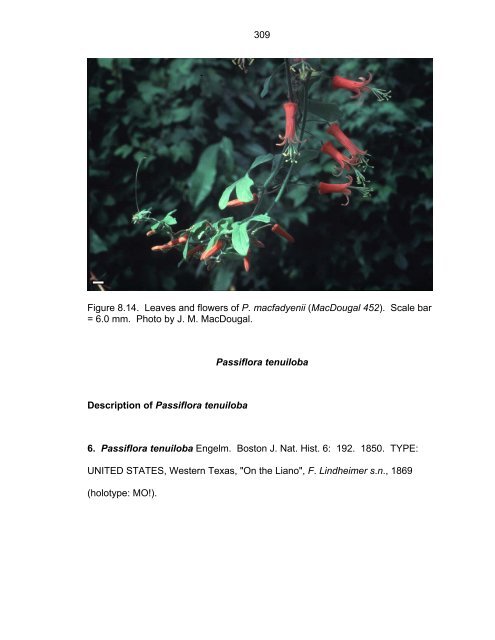 Revision of Passiflora Subgenus Decaloba ... - Passion Flowers