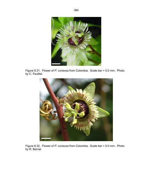 Revision of Passiflora Subgenus Decaloba ... - Passion Flowers