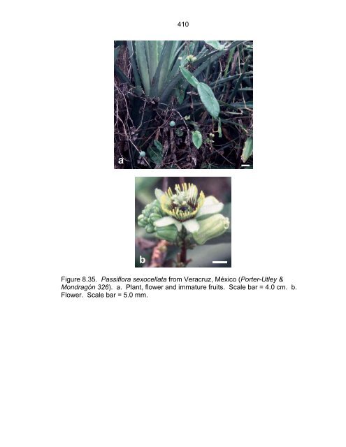 Revision of Passiflora Subgenus Decaloba ... - Passion Flowers