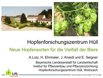 Neue Hopfensorten für die Vielfalt der Biere - Bayerische ...