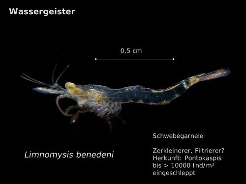 Der Vormarsch Von Neozoen In Unseren ... - HYDRA-Institute