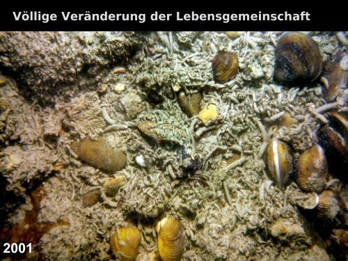 Der Vormarsch Von Neozoen In Unseren ... - HYDRA-Institute