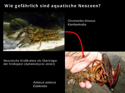 Der Vormarsch Von Neozoen In Unseren ... - HYDRA-Institute