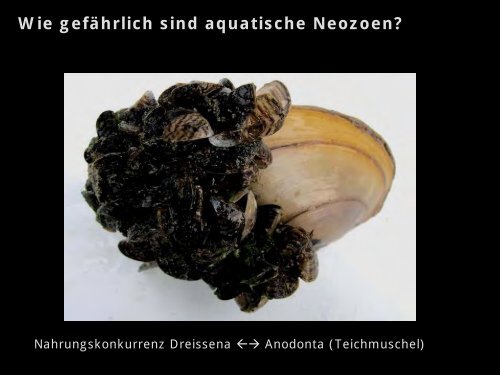 Der Vormarsch Von Neozoen In Unseren ... - HYDRA-Institute