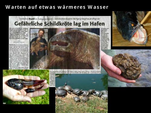 Der Vormarsch Von Neozoen In Unseren ... - HYDRA-Institute