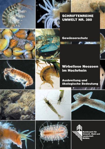 Wirbellose Neozoen im Hochrhein - Aquatische Neozoen im ...
