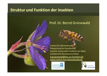 VS-StruFu-Insekten I - Institut für Bienenkunde