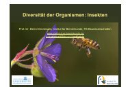 Diversität der Organismen: Insekten - Institut für Bienenkunde
