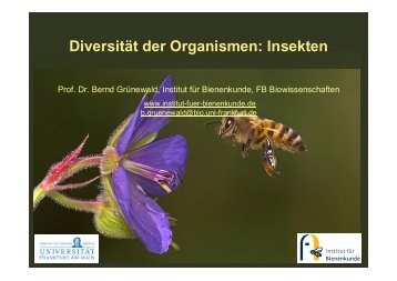 Diversität der Organismen: Insekten - Institut für Bienenkunde