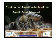 VS-StruFu-Insekten III - Institut für Bienenkunde