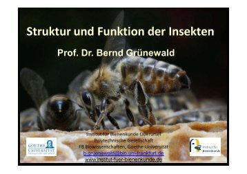 VS-StruFu-Insekten III - Institut für Bienenkunde
