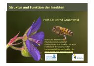 Struktur und Funktion der Insekten - Institut für Bienenkunde