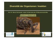 Diversität der Organismen: Insekten - Institut für Bienenkunde