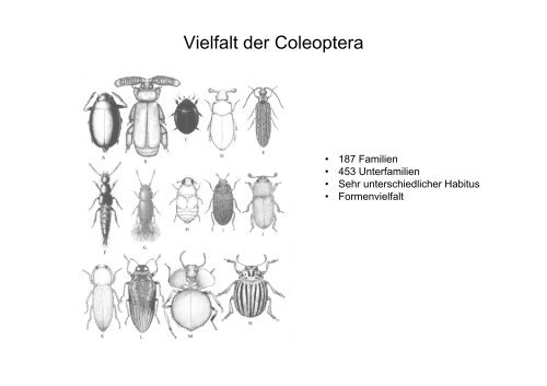 Diversität der Organismen: Insekten - Institut für Bienenkunde